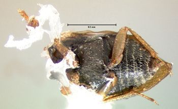 Media type: image;   Entomology 3127 Aspect: habitus ventral view
